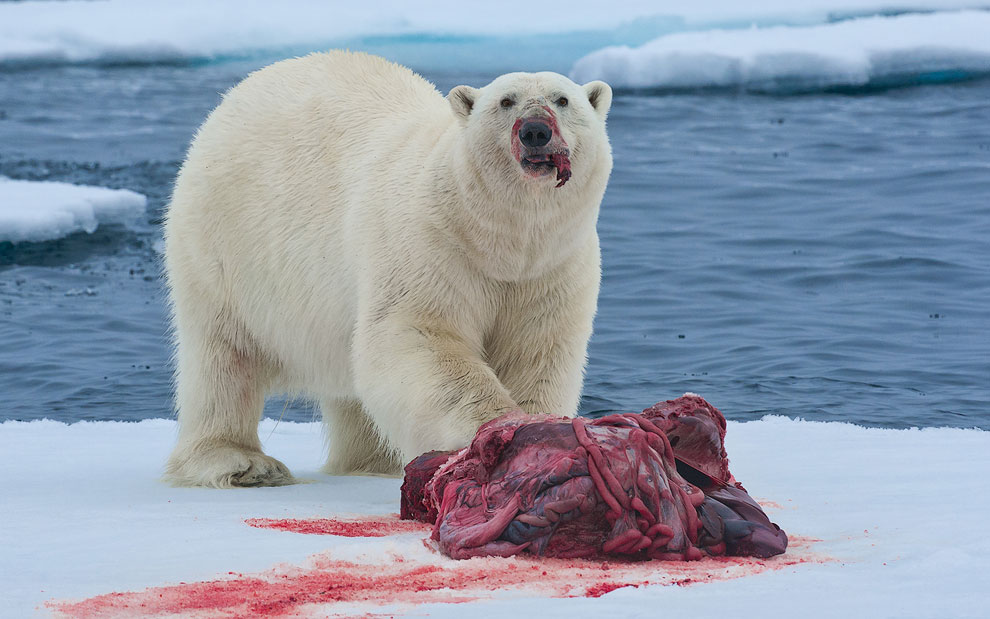 Polar bear with seal kill on an ice floe. Svalbard, Norway. 81st parallel North.