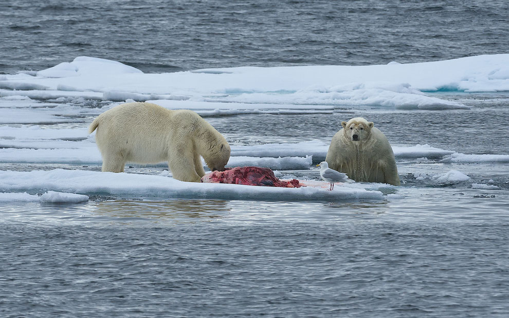 Unwanted guest. Polar bears with seal kill on an ice floe. Svalbard, Norway. 81st parallel North.