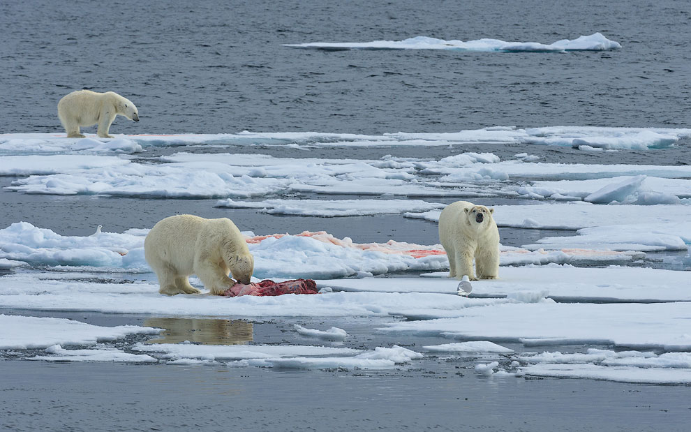 Polar bears with seal kill on an ice floe. Svalbard, Norway. 81st parallel North.