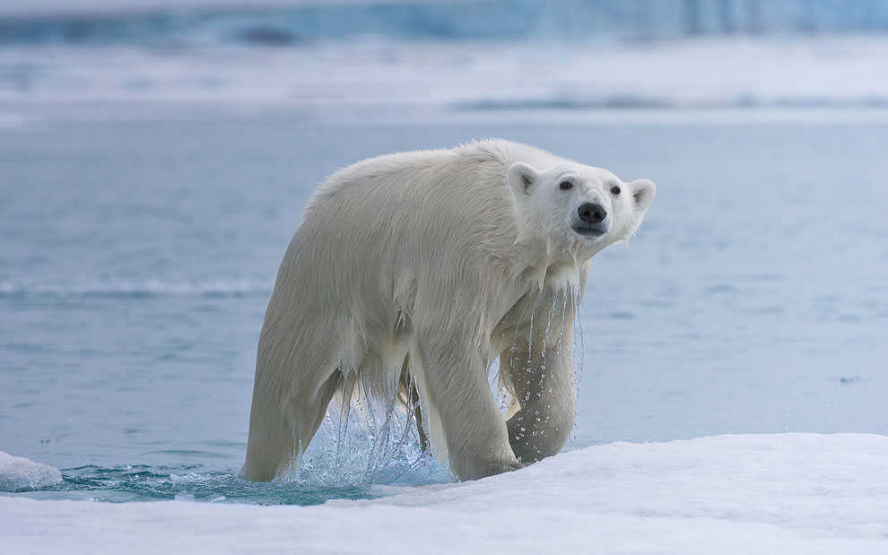 Polar Bear comes from water onto an ice floe. Spitsbergen coast, Svalbard, Norway.