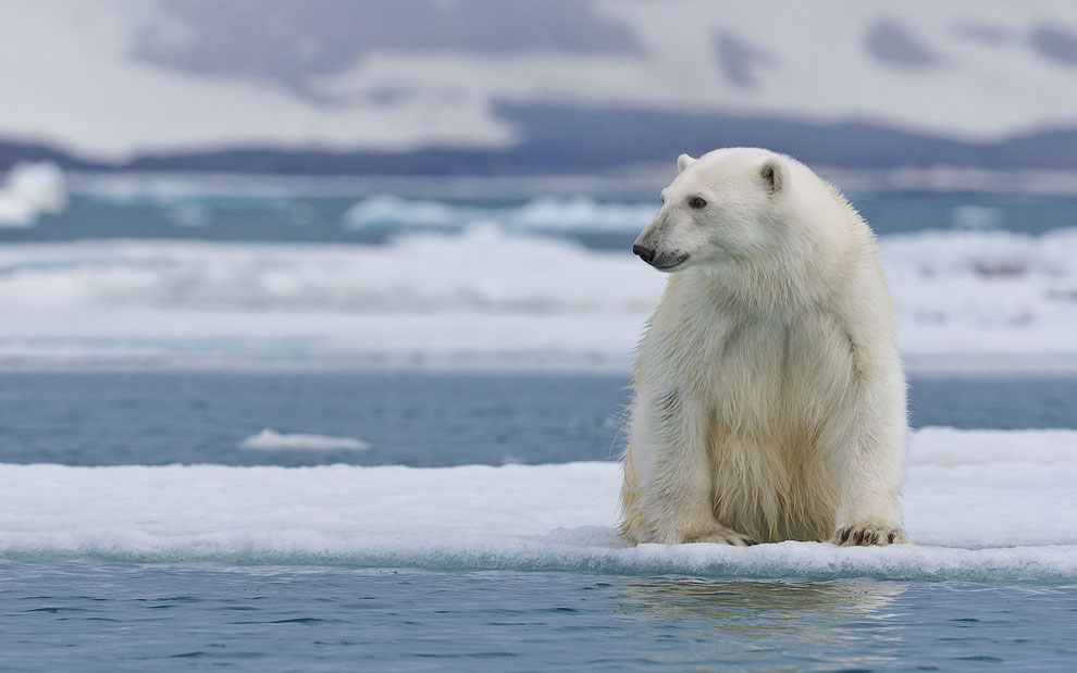 Polar bear resting on an ice floe along Spitsbergen coast. Svalbard, Norway.