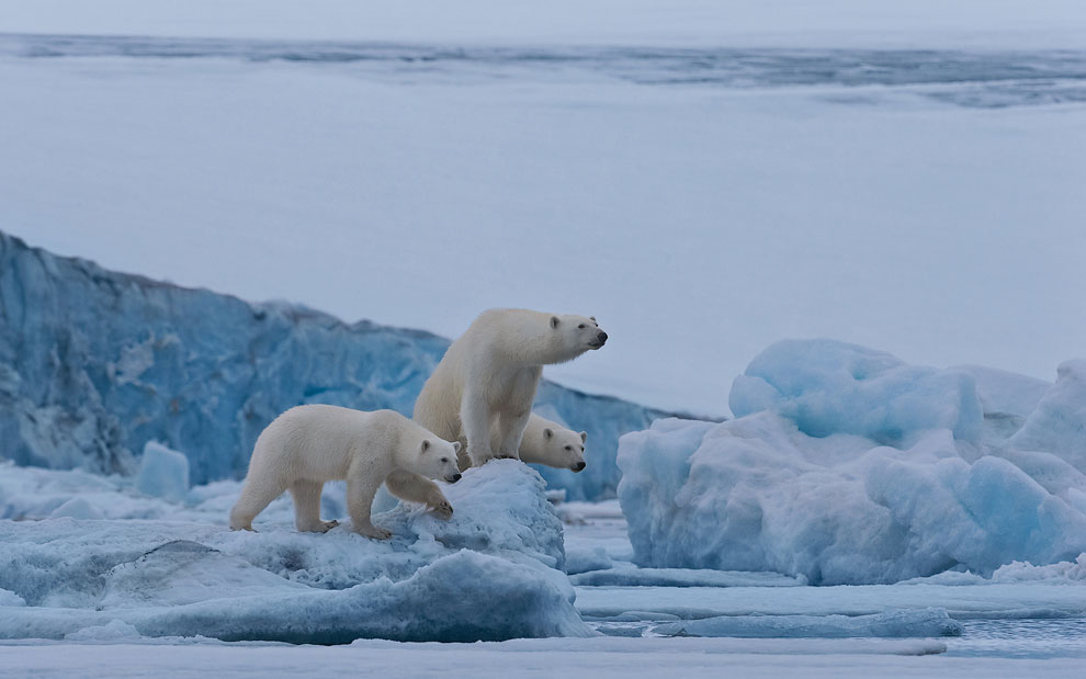 Female polar bear with twin cubs on the pack ice along Spitsbergen coast. Svalbard, Norway.