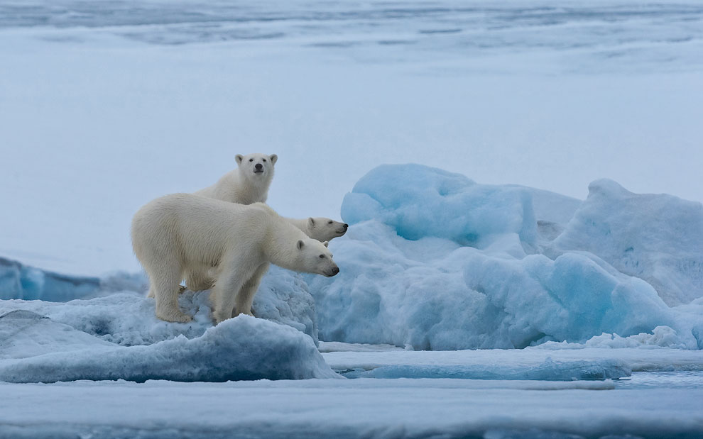 Dragon-Bear. Female polar bear with twin cubs on the pack ice along Spitsbergen coast. Svalbard, Norway.
