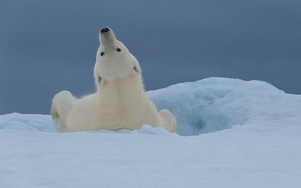 Polar bear stretching on the iceberg along Spitsbergen coast. Svalbard, Norway.