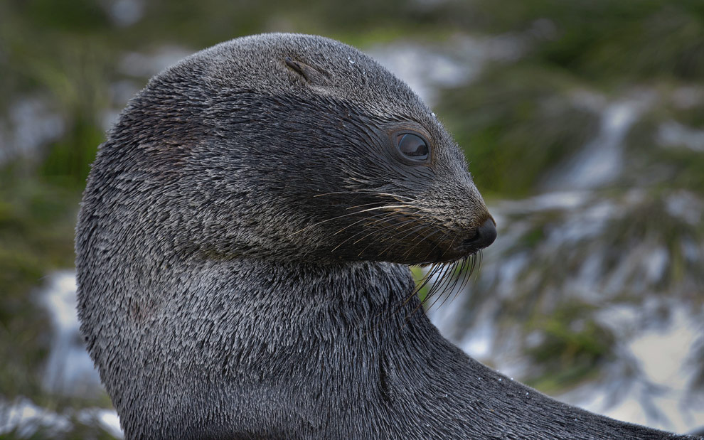Antarctic Fur Seal (Arctocephalus gazella). Salisbury Plain, South Georgia, Sub-Antarctic. 