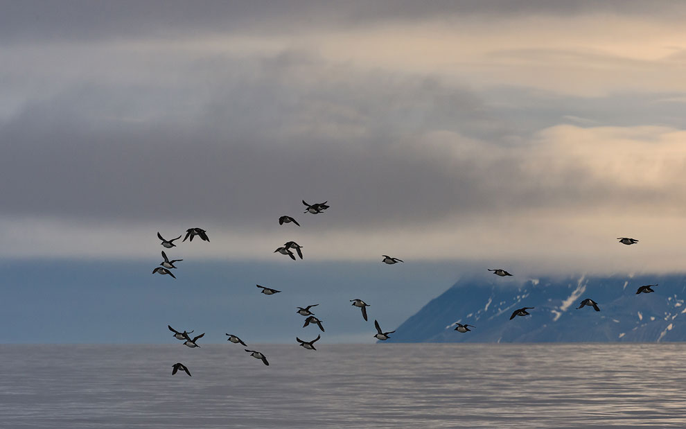 Thick-billed Murres or Brunnich's Guillemots (Uria lomvia). Spitsbergen, Svalbard, Norway.