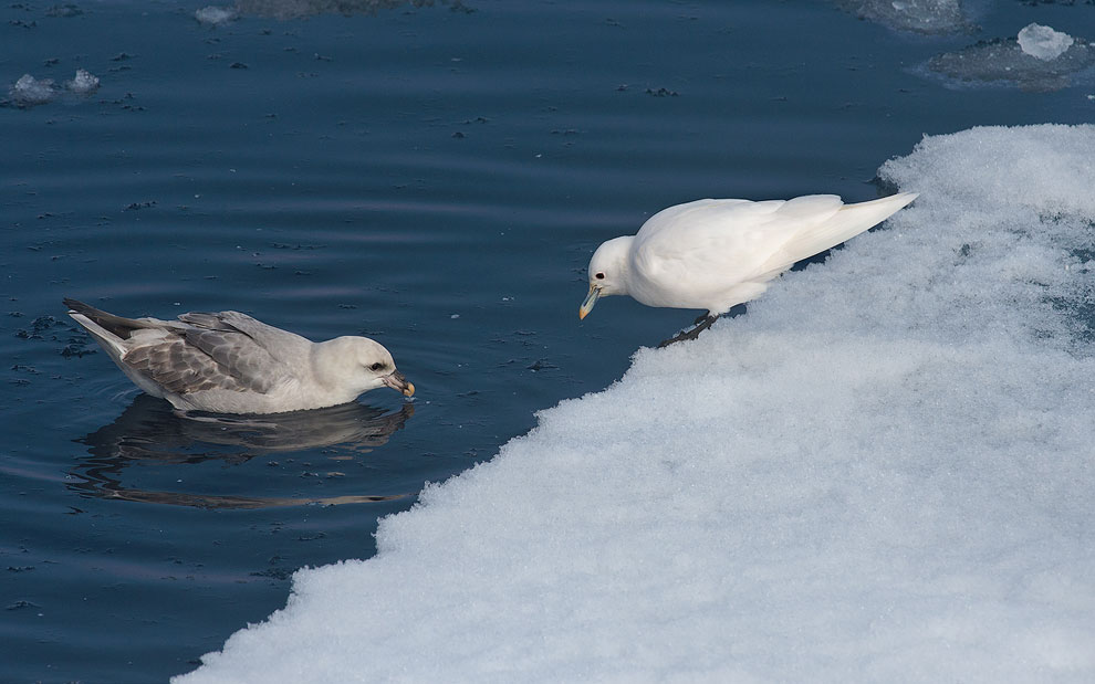 Northern Fulmar (Fulmarus glacialis) and Ivory Gull (Paophila eburnea). Spitsbergen, Svalbard, Norway.