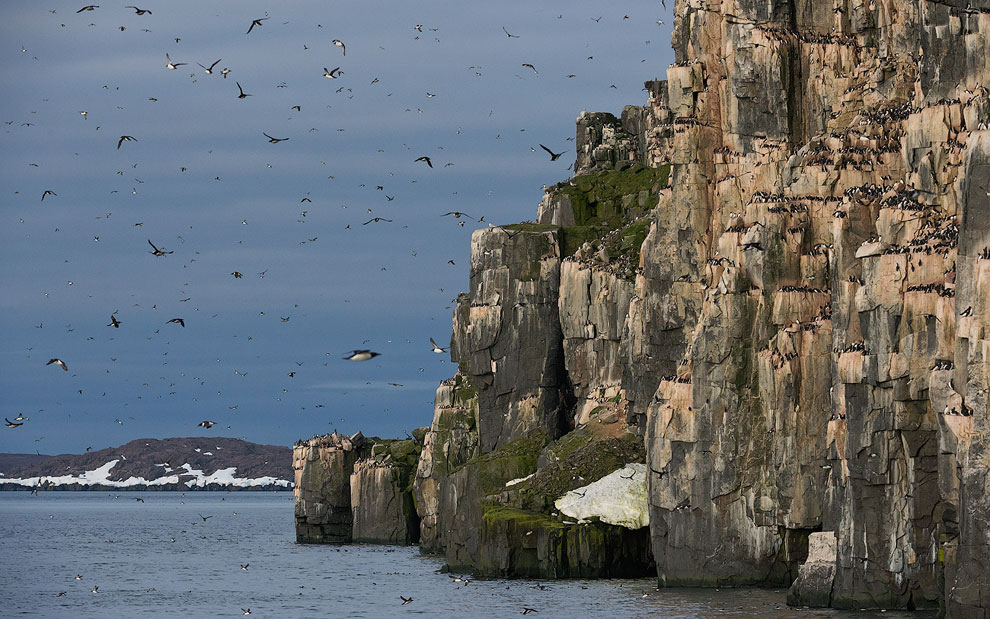 Thick-billed Murres or Brunnich's Guillemots (Uria lomvia). Bird cliff Alkefjellet, Spitsbergen, Svalbard, Norway.