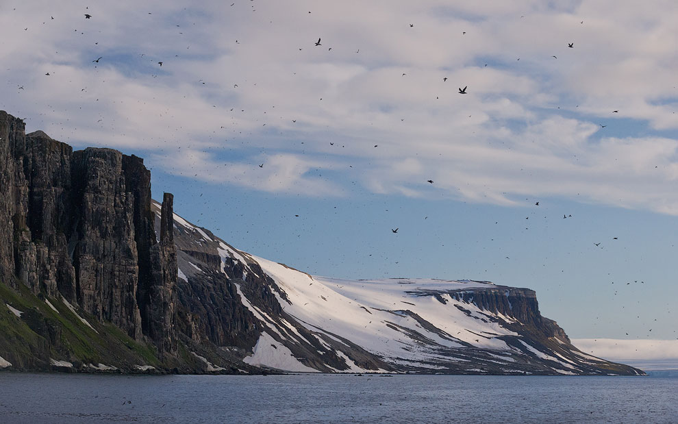 Thick-billed Murres or Brunnich's Guillemots (Uria lomvia). Bird cliff Alkefjellet, Spitsbergen, Svalbard, Norway.