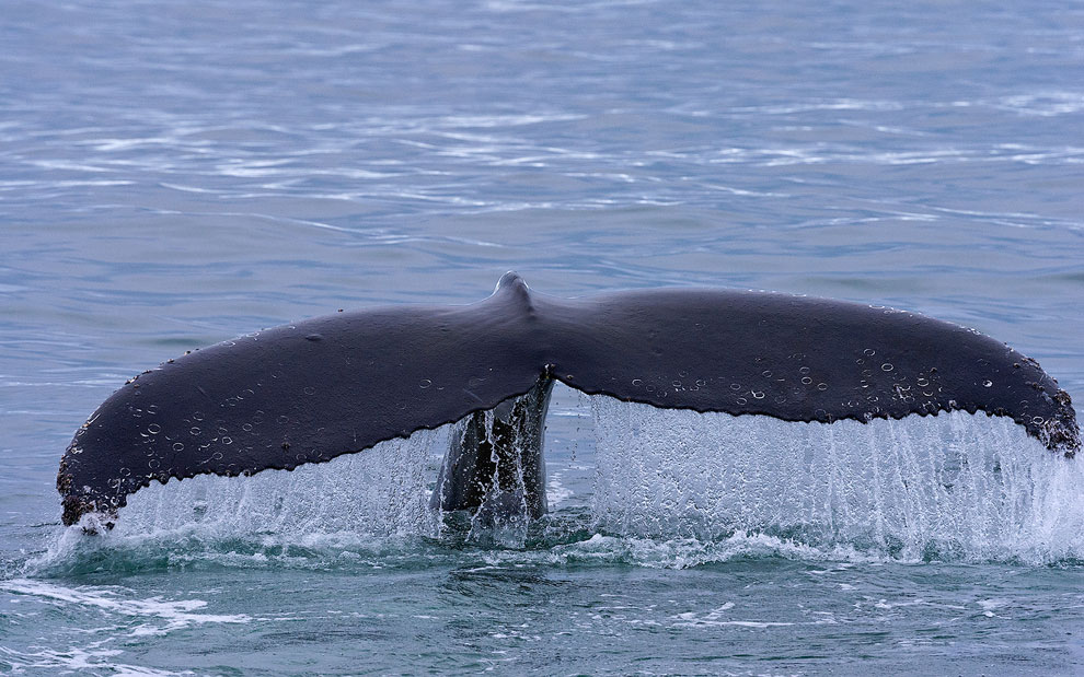 Humback Whale (Megaptera novaeangeliae) near Spitsbergen, Svalbard.