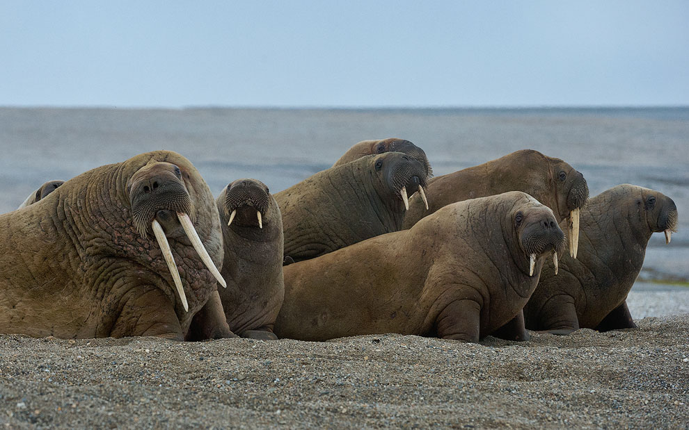 Walruses (Odobenus rosmarus) at Torrelnesset, Svalbard (Spitsbergen) Archipelago, Norway.