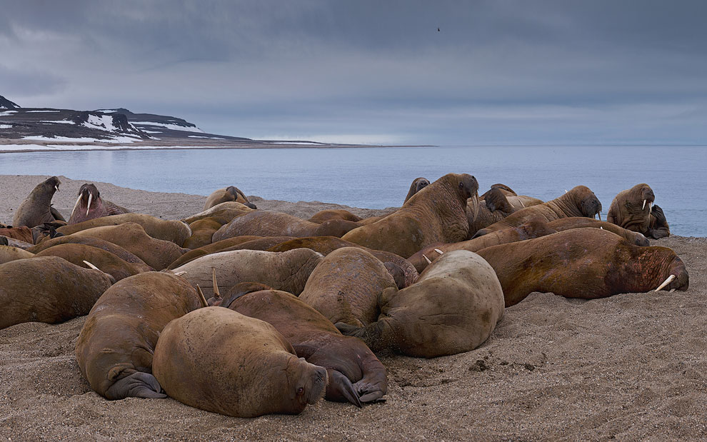 Walruses (Odobenus rosmarus) at Torrelnesset, Svalbard (Spitsbergen) Archipelago, Norway.