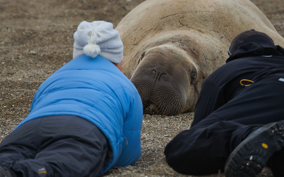 In Contact. Walrus (Odobenus rosmarus). Torrelnesset, Svalbard (Spitsbergen) Archipelago, Norway.