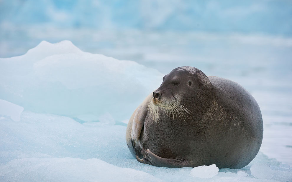 Bearded Seal (Erignathus barbatus) on an ice floe. Svalbard (Spitsbergen) Archipelago, Norway.