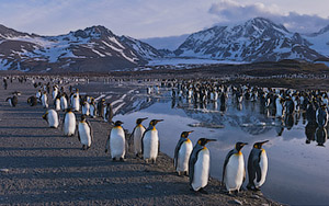 Terra Penguinia. King and Gentoo Penguins. South Georgia, Sub-Antarctic.  - Landscape, Nature and Cityscape Photography - Mike Reyfman Photography - Fine Art Prints, Stock Images, Nature Abstracts