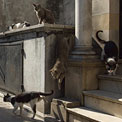 The Cats of Recoleta. La Recoleta Cemetery, Buenos Aires, Argentina - Landscape, Nature and Cityscape Photography - Mike Reyfman Photography - Fine Art Prints, Stock Images, Nature Abstracts