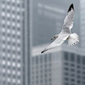 Chicago Gulls and Others, Illinois, USA - Landscape, Nature and Cityscape Photography - Mike Reyfman Photography - Fine Art Prints, Stock Images, Nature Abstracts