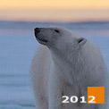 Polar Bears of Svalbard. Svalbard (Spitsbergen) Archipelago, Norway - Landscape, Nature and Cityscape Photography - Mike Reyfman Photography - Fine Art Prints, Stock Images, Nature Abstracts