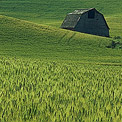 Palouse, Eastern Washington, American Tuscany, USA - Landscape, Nature and Cityscape Photography - Mike Reyfman Photography - Fine Art Prints, Stock Images, Nature Abstracts