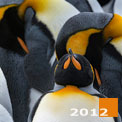 
Terra Penguinia. King and Gentoo Penguins. South Georgia, Sub-Antarctic.  - Landscape, Nature and Cityscape Photography - Mike Reyfman Photography - Fine Art Prints, Stock Images, Nature Abstracts