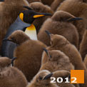 Terra Penguinia. King Penguin Creches at Saint Andrew's Bay and Salisbury Plain. South Georgia, Sub-Antarctic. - Landscape, Nature and Cityscape Photography - Mike Reyfman Photography - Fine Art Prints, Stock Images, Nature Abstracts