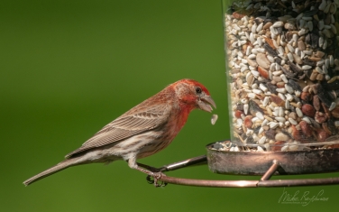 BW-MR-234 House Finch (Haemorhous Mexicanus) Male