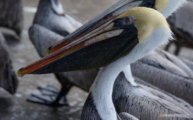 003-MI1-ZRA6269 Brown pelican, Pelecanus occidentalis, Miami, Sunny Isles Beach, Florida