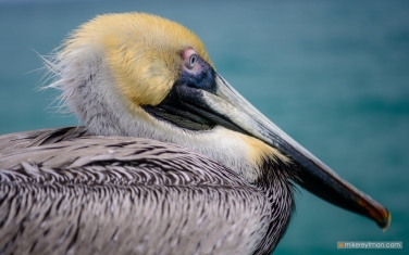 006-MI1-ZRA6398 Brown pelican, Pelecanus occidentalis, Miami, Sunny Isles Beach, Florida