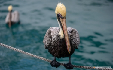 008-MI1-ZRA6300 Brown pelican, Pelecanus occidentalis, Miami, Sunny Isles Beach, Florida