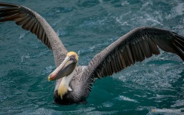 010-MI1-ZRA6293 Brown pelican, Pelecanus occidentalis, Miami, Sunny Isles Beach, Florida
