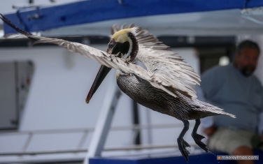 013-MI1-ZRA6276.jpg Brown pelican, Pelecanus occidentalis, Miami, Sunny Isles Beach, Florida