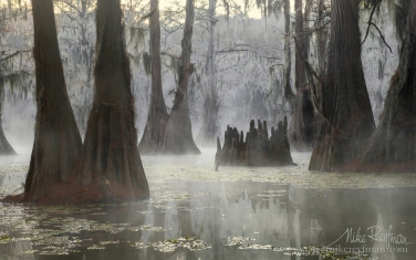 Bold Cypress and Tupelo Trees in the swamps of Atchafalaya River Basin. Caddo, Martin and Fousse Lakes. Texas/Louisiana, USA. - Landscape, Nature and Cityscape Photography - Mike Reyfman Photography - Fine Art Prints, Stock Images, Nature Abstracts