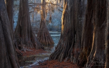 006_LT1_50A2791.jpg Bald Cypress trees in the swamp. Caddo Lake, Texas, US