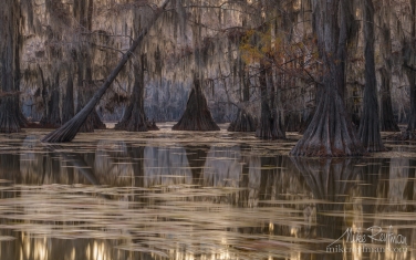 011-LT1-50A3182.jpg Bald Cypress trees in the swamp. Caddo Lake, Texas, US