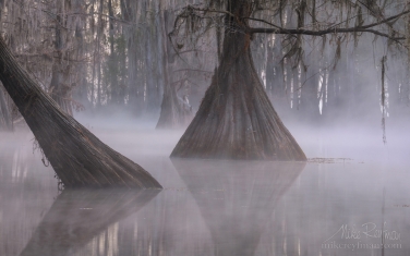 015-LT1-50A3282.jpg Bald Cypress trees in the swamp. Foggy morning on Caddo Lake, Texas, US