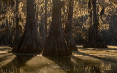045-LT1-50A3680.jpg Bald Cypress trees in the swamp. Foggy morning on Caddo Lake, Texas, US