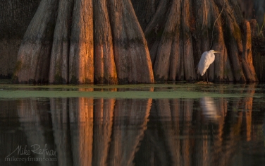 073-LT1-50A4183.jpg Great Egret with the buttressed trunks of Bald Cypress and Tupelo trees in the background. Lake Martin, Louisiana, US