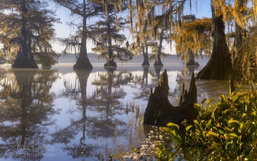 077-LT1-50A4489.jpg Early morning on Lake Fausse. Bald Cypress trees covered in Spanish Moss. Lake Fausse, Louisiana, US