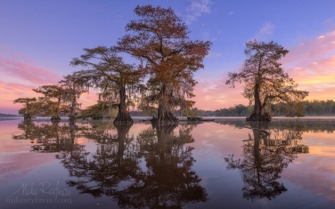 079-LT1-50A4315.jpg Bald Cypress trees covered in Spanish Moss at sunrise. Lake Fausse, Louisiana, US