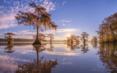 081-LT1-50A4478.jpg Bald Cypress trees covered in Spanish Moss at sunrise. Lake Fausse, Louisiana, US