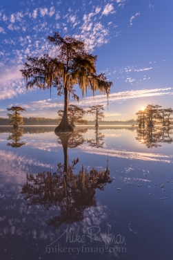 082_LT1_50A4470.jpg Bald Cypress trees covered in Spanish Moss at sunrise. Lake Fausse, Louisiana, US