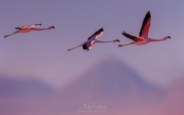 AA1-AIR1298 Andean Flamingo (Phoenicoparrus andinus) and Licancabur stratovolcano. Salar de Atacama, Laguna Chaxa, San Pedro de Atacama, Atacama Desert, Antofagasta Region, Chile