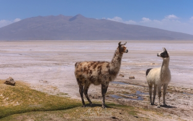 AA1-AIR2502 Member of the Camelid, the Llama, is the national animal of Bolivia. Altiplano, Bolivia.