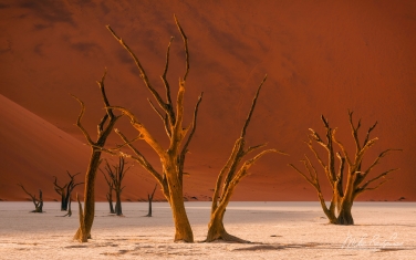 033-SV_10P8039 Ancient Skeletons of Camel Thorn Trees on the backdrop of soaring orange dunes. Deadvlei, Sossusvlei, Namib Naukluft National Park, Namibia.
