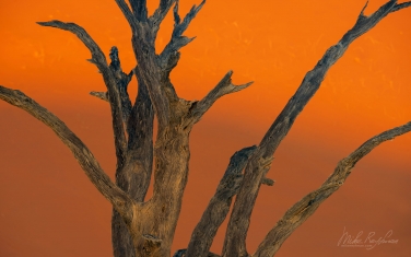 039-SV_10P7617 Ancient Skeleton of Camel Thorn Trees on the backdrop of soaring orange dunes. Deadvlei, Sossusvlei, Namib Naukluft National Park, Namibia.