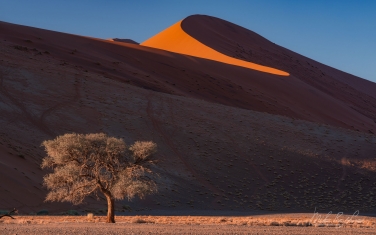 093-SV_10P7775 Orange Sand Dunes and Acacia Tree. Sossusvlei, Namib-Naukluft National Park, Namibia.
