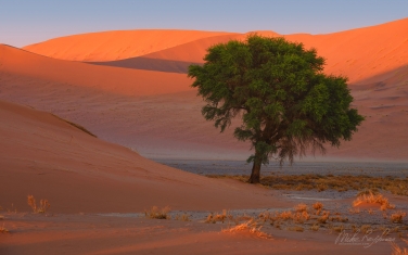 101-SV_10N3440 Orange Sand Dunes and Acacia Tree. Sossusvlei, Namib-Naukluft National Park, Namibia.