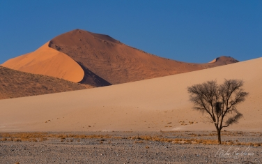 105-SV_10P7804 Orange Sand Dunes and Acacia Tree. Sossusvlei, Namib-Naukluft National Park, Namibia.