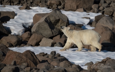 049-GR-SC_50B5741 Polar Bear. Scoresby Sund. Greenland.
