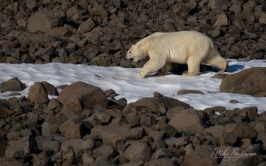 050-GR-SC_50B5758 Polar Bear. Scoresby Sund. Greenland.